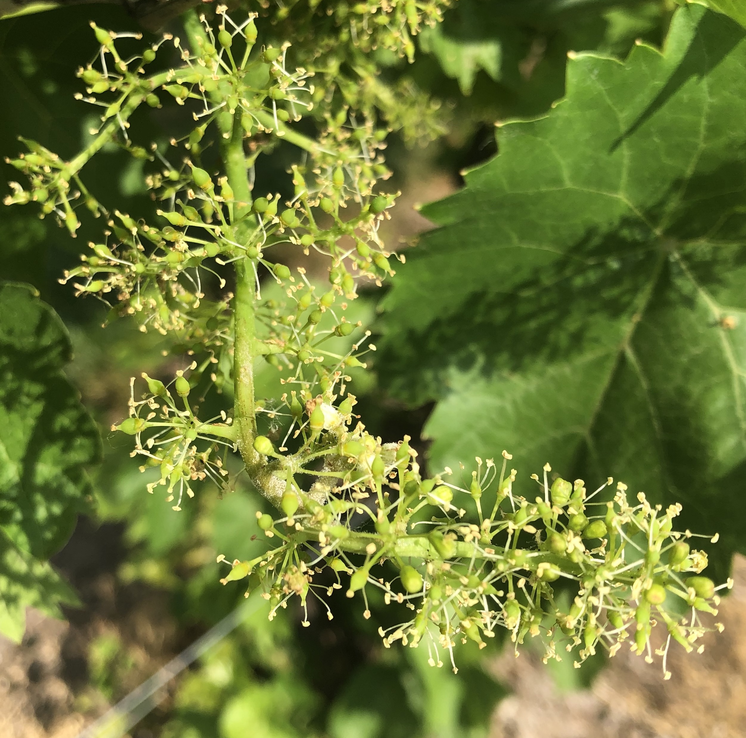 Downy mildew sporulation on hybrid wine grapes